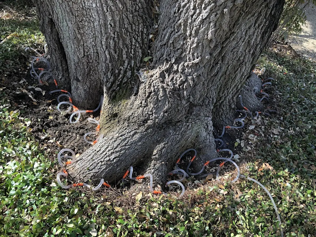 Detailed Tree Cabling and Bracing job site in James Creek