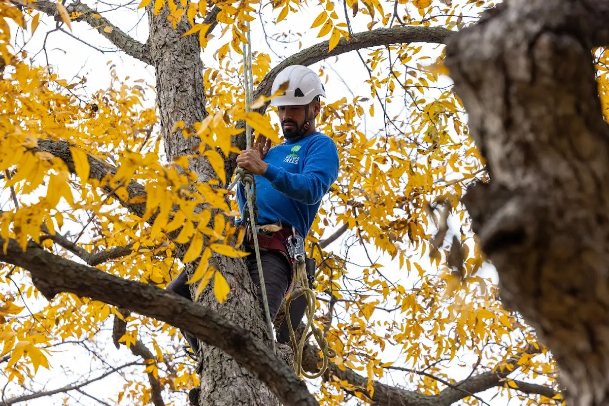 Skilled Tree Pruning crew working in James Creek